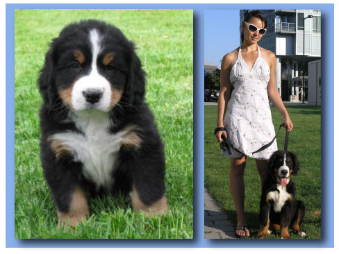 Walking the dog for fitness?